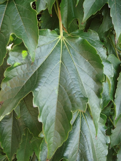 Parthenocissus tricuspidata 'Veitchii' feuille
